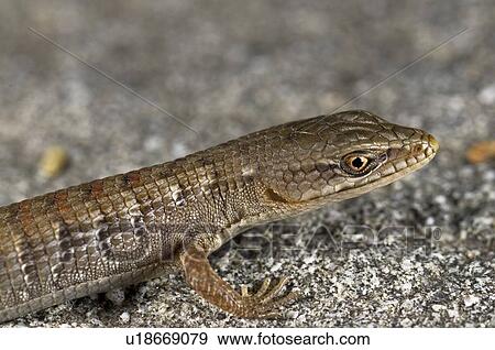 A juvenile San Diego alligator lizard (Elgaria multicarinata webbii), California, USA; lizard sitting on a boulder View Large Photo Image Stock Photo - A juvenile San Diego alligator lizard (Elgaria multicarinata webbii), California, USA; lizard sitting on a boulder . Fotosearch