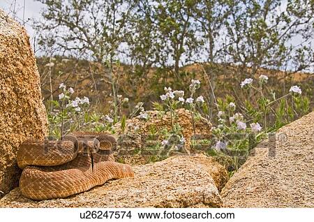 A red diamond rattlesnake (Crotalus ruber) View Large Photo Image Picture - A red diamond rattlesnake (Crotalus ruber). Fotosearch