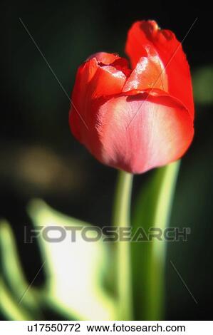 Stock Image - A red flower. Fotosearch