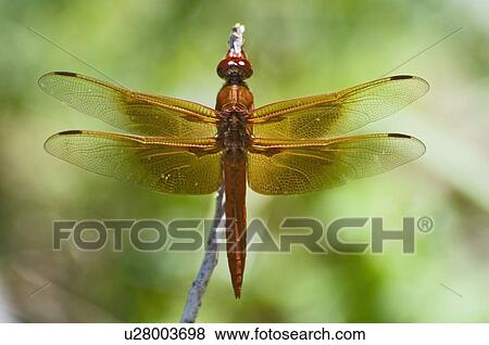 Stock Photo - A red skimmer dragonfly perched on a branch . Fotosearch