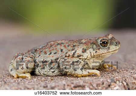 Stock Image - A Red-spotted toad (Bufo punctatus), Arizona, USA; toad sitting on the ground . Fotosearch