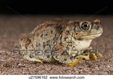 A Red-spotted toad (Bufo punctatus); Arizona, USA; toad sitting on the ground View Large Photo Image Stock Image - A Red-spotted toad (Bufo punctatus); Arizona, USA; toad sitting on the ground . Fotosearch