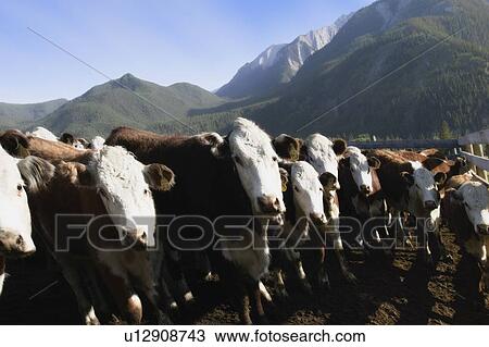 Stock Image - A row of cows. Fotosearch
