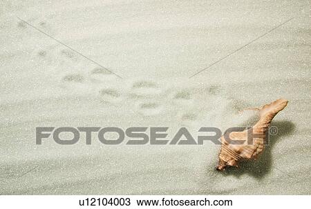 A sea shell in sand View Large Photo Image Stock Image - A sea shell in sand. Fotosearch