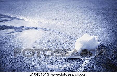 Stock Image - A sea shell on a beach. Fotosearch
