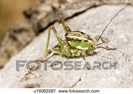 A shield-backed katydid (Neduba ovata) crawling across a Joshua tree View Large Photo Image Stock Photo - A shield-backed katydid (Neduba ovata) crawling across a Joshua tree . Fotosearch