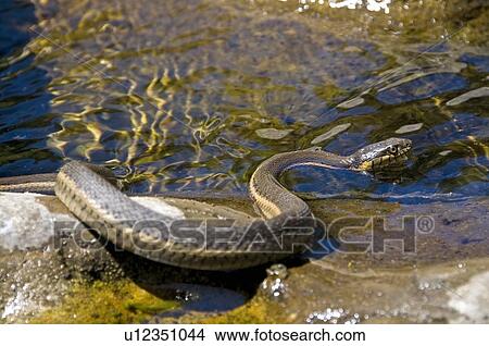 A two-striped garter snake (Thamnophis hammondii) basking on a rock along a stream View Large Photo Image Picture - A two-striped garter snake (Thamnophis hammondii) basking on a rock along a stream . Fotosearch