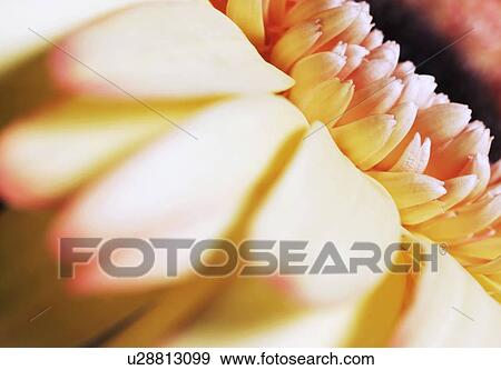 A yellow flower View Large Photo Image Stock Photo - A yellow flower. Fotosearch
