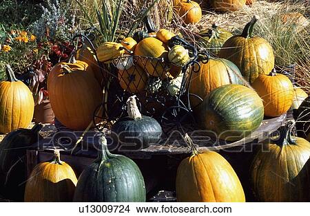 Abundance of pumpkins View Large Photo Image Picture - Abundance of pumpkins. Fotosearch