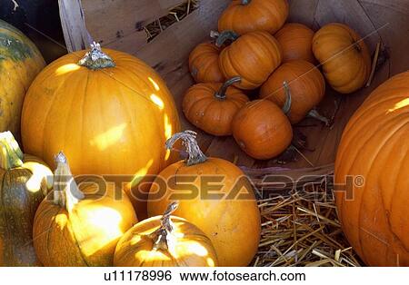 Abundance of pumpkins View Large Photo Image Stock Photograph - Abundance of pumpkins. Fotosearch