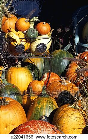 Stock Photograph - Abundance of pumpkins. Fotosearch