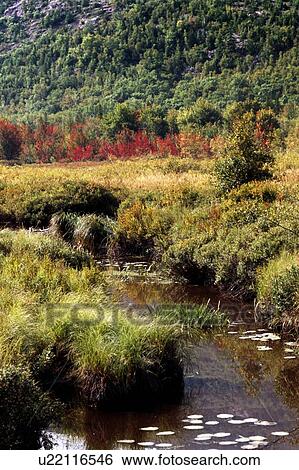 Acadian National Park, Maine, USA; Stream running though a meadow View Large Photo Image Stock Photograph - Acadian National Park, Maine, USA; Stream running though a meadow. Fotosearch