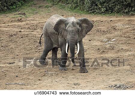 Stock Image - African Elephant, Kenya, Africa; Elephant walking . Fotosearch