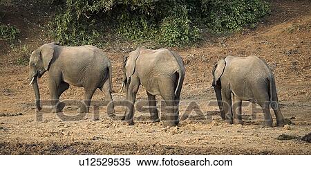 African Elephants, Mount Kenya, Kenya, Three elephants walking in a row View Large Photo Image Stock Photography - African Elephants, Mount Kenya, Kenya, Three elephants walking in a row . Fotosearch