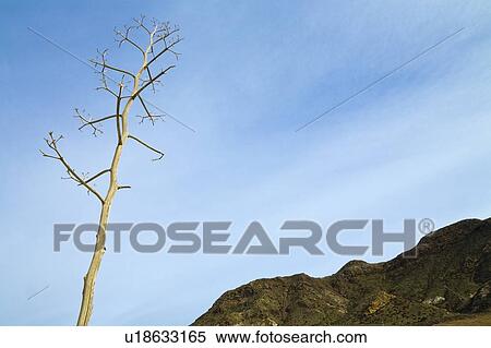 Almadraba de Monteleva, Almeria Province, Spain; dried out plant shows against a blue sky View Large Photo Image Stock Photography - Almadraba de Monteleva, Almeria Province, Spain; dried out plant shows against a blue sky. Fotosearch