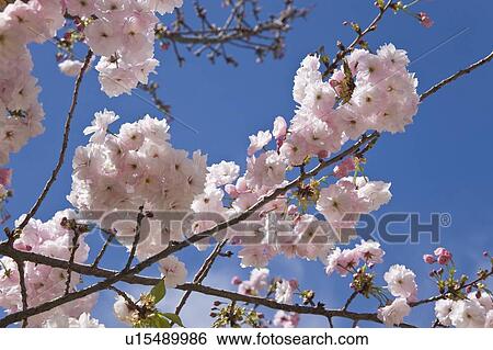 Almond blossom, Ronda, Andalusia, Spain View Large Photo Image Stock Photograph - Almond blossom, Ronda, Andalusia, Spain. Fotosearch