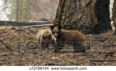 American Black Bear cubs (Ursus americanus), Sequoia National Park, California, USA View Large Photo Image Picture - American Black Bear cubs (Ursus americanus), Sequoia National Park, California, USA . Fotosearch