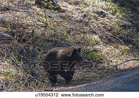 Stock Image - An American Black Bear (Ursus americanus), Sequoia National Park, California, USA. Fotosearch