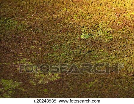 An American bullfrog hiding in duckweed View Large Photo Image Stock Photography - An American bullfrog hiding in duckweed . Fotosearch