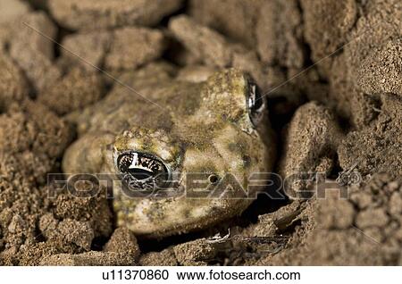 Stock Image - An endangered Arroyo toad (Bufo californicus) burying itself . Fotosearch
