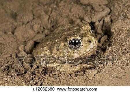 An endangered Arroyo toad (Bufo californicus), California, USA; toad burying itself View Large Photo Image Stock Image - An endangered Arroyo toad (Bufo californicus), California, USA; toad burying itself . Fotosearch