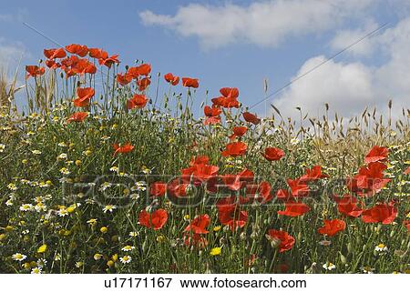 Stock Photo - Andalucia, Spain; Red Poppies with Spring Flowers. Fotosearch