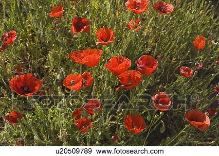 Stock Photo - Andalucia, Spain; Red Poppies with Spring Flowers. Fotosearch