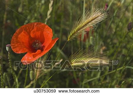 Andalucia, Spain; Red Poppy in field with Barley View Large Photo Image Stock Photo - Andalucia, Spain; Red Poppy in field with Barley. Fotosearch