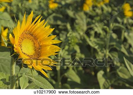 Andalucia, Spain; Sunflowers, Helianthus Annuus View Large Photo Image Stock Image - Andalucia, Spain; Sunflowers, Helianthus Annuus. Fotosearch