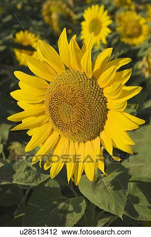 Andalucia, Spain; Sunflowers, Helianthus Annuus View Large Photo Image Stock Image - Andalucia, Spain; Sunflowers, Helianthus Annuus. Fotosearch
