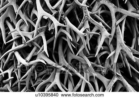 Antlers, National Bison Range, Moiese, Montana, USA View Large Photo Image Stock Image - Antlers, National Bison Range, Moiese, Montana, USA. Fotosearch