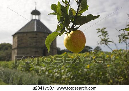 Stock Photo - Apple hanging from branch, Guisborough, North Yorkshire, England. Fotosearch