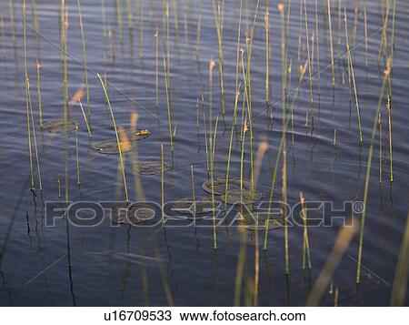 Aquatic plants View Large Photo Image Stock Image - Aquatic plants. Fotosearch
