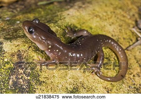 Arboreal salamander (Aneides lugubris) View Large Photo Image Stock Photography - Arboreal salamander (Aneides lugubris). Fotosearch
