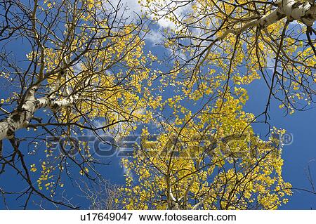 Stock Photo - Aspen trees in fall . Fotosearch