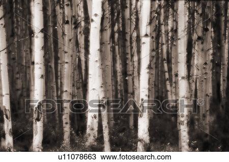Stock Image - Aspen trees in Jasper forest. Fotosearch