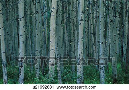 Stock Image - Aspen trees in Jasper forest. Fotosearch