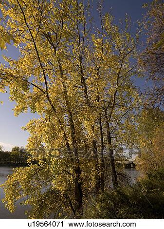 Autumn tree along Red River, Winnipeg, Manitoba, Canada View Large Photo Image Stock Image - Autumn tree along Red River, Winnipeg, Manitoba, Canada. Fotosearch