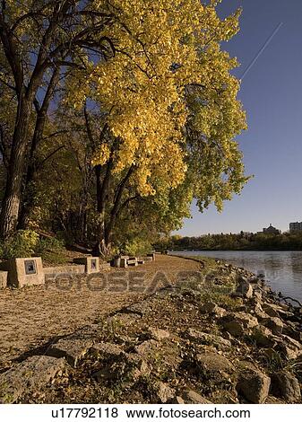 Autumn tree along waterfront, Red River, Winnipeg, Manitoba, Canada View Large Photo Image Stock Photo - Autumn tree along waterfront, Red River, Winnipeg, Manitoba, Canada. Fotosearch