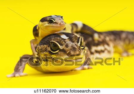 Baby African Fat-tailed Gecko lying on top of its parent View Large Photo Image Stock Image - Baby African Fat-tailed Gecko lying on top of its parent. Fotosearch
