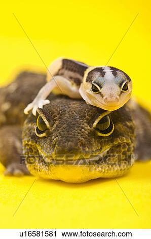 Stock Image - Baby African Fat-tailed Gecko lying on top of its parent. Fotosearch