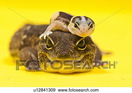 Baby African Fat-tailed Gecko lying on top of its parent View Large Photo Image Stock Photo - Baby African Fat-tailed Gecko lying on top of its parent. Fotosearch