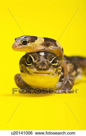 Baby African Fat-tailed Gecko lying on top of its parent View Large Photo Image Stock Photograph - Baby African Fat-tailed Gecko lying on top of its parent. Fotosearch