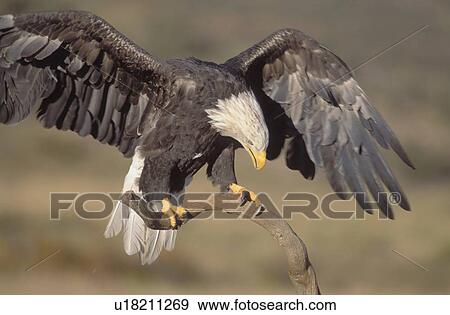 Stock Photo - Bald eagle landing with wings spread. Fotosearch