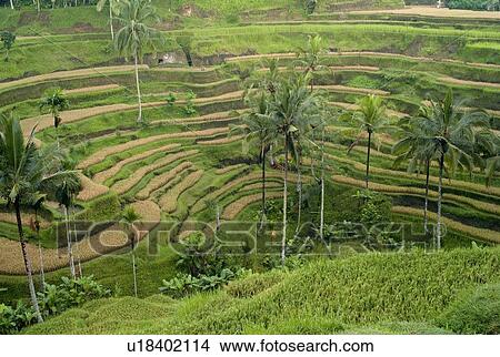 Bali, Indonesia, Asia; Rice terraces View Large Photo Image Picture - Bali, Indonesia, Asia; Rice terraces. Fotosearch