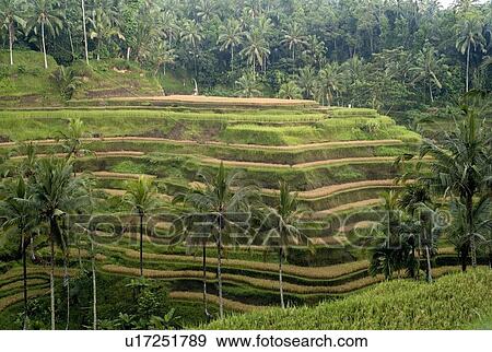 Bali, Indonesia, Asia; Rice terraces View Large Photo Image Stock Photo - Bali, Indonesia, Asia; Rice terraces. Fotosearch