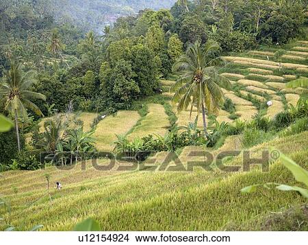 Bali, Indonesia; Rice fields View Large Photo Image Picture - Bali, Indonesia; Rice fields. Fotosearch