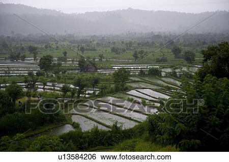 Bali, Indonesia; Rice terraces View Large Photo Image Stock Photograph - Bali, Indonesia; Rice terraces. Fotosearch