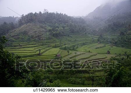 Bali, Indonesia; Rice terraces View Large Photo Image Stock Photography - Bali, Indonesia; Rice terraces. Fotosearch
