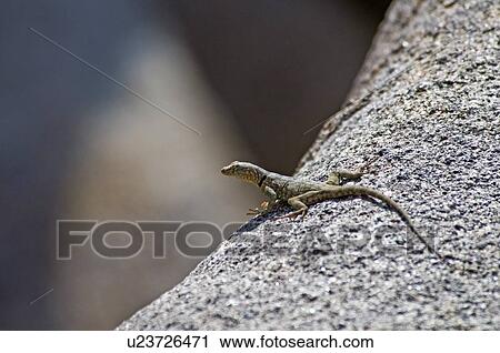 Banded rock lizard (Petrosaurus mearnsi mearnsi) basking on a boulder View Large Photo Image Stock Image - Banded rock lizard (Petrosaurus mearnsi mearnsi) basking on a boulder . Fotosearch